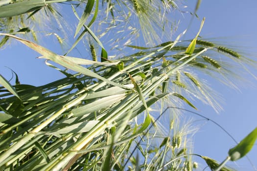 Cornfield7