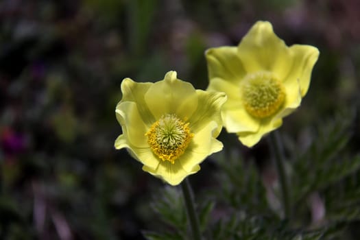 Pulsatilla sulphurea (syn. Pulsatilla alpina subsp. apiifolia)