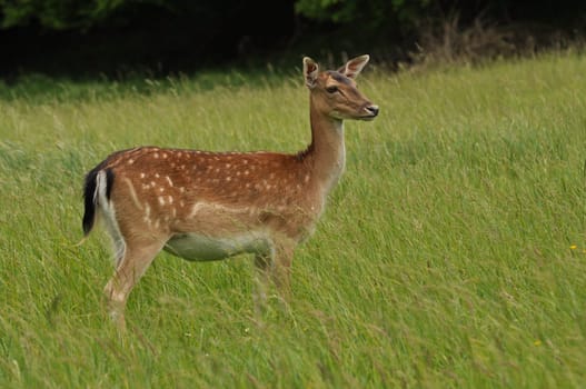 Fallow deer
