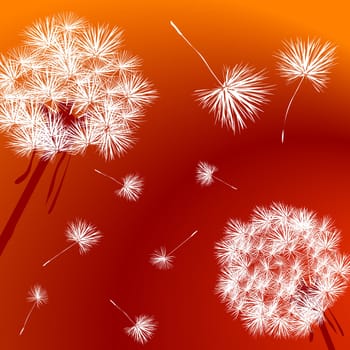 Dandelions