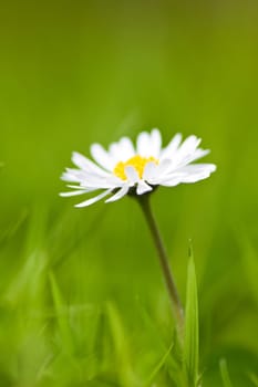 Chamomile flower