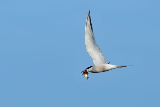 Common tern with fish