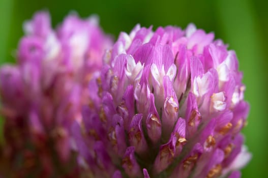Clover - Trifolium