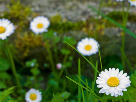 Daisy