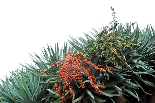 Fauna of Madeira - Dragon tree, Dracaena draco