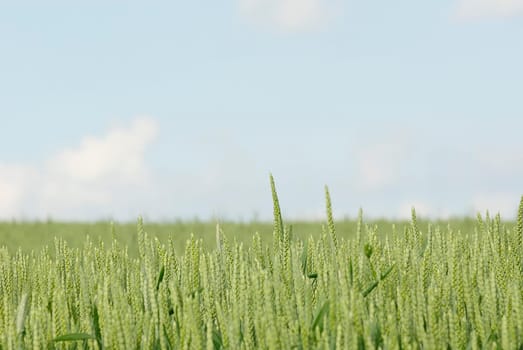 No bed in the cornfield