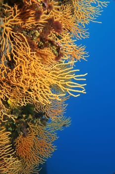 Fan corals in the Mediterranean Sea