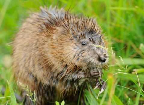 Muskrat eating
