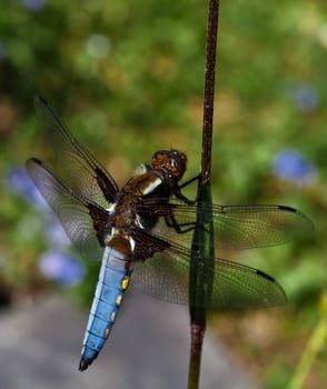 Dragonfly...