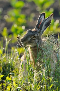 European hare feeding