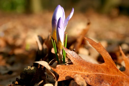 Crocus blossom among old autumn leaves