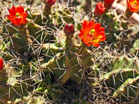 flowering cactus