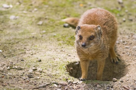 yellow mongoose