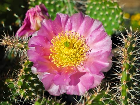 flowering cactus