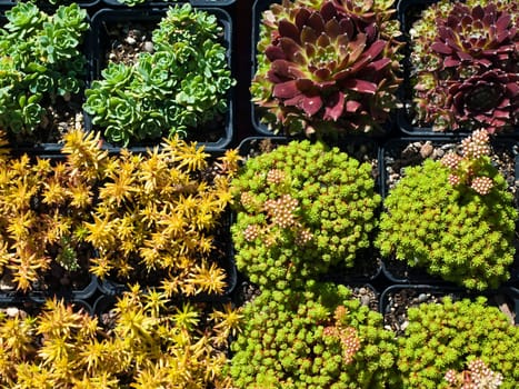 Succulents
