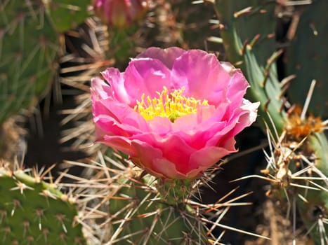 flowering cactus