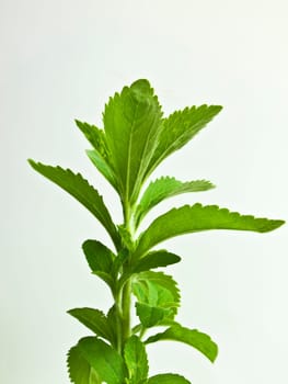Stevia rebaudiana
