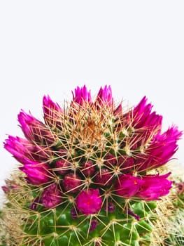 flowering cactus