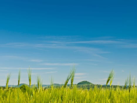 Grain field