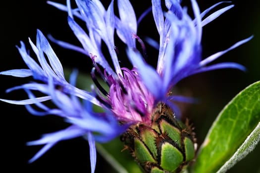 Mountain Flake Flower