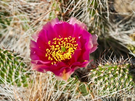 flowering cactus