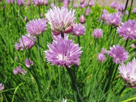 Flowering chives