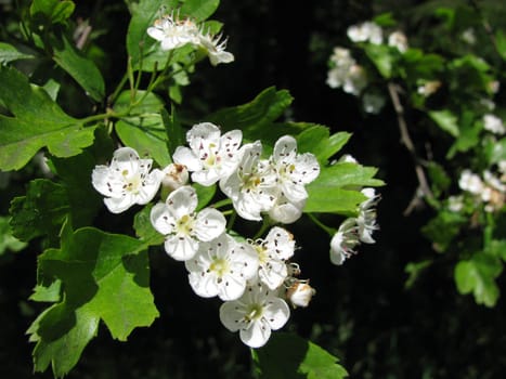 Invasive hawthorn