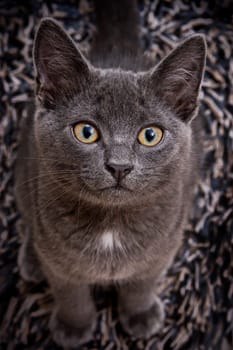 cute gray cat