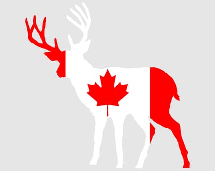 Canadian Stag