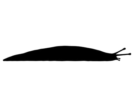 Slug