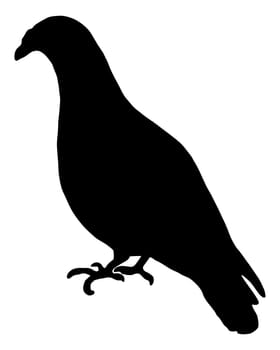 Carrier pigeon