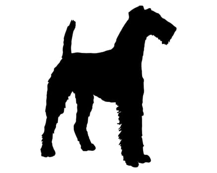 Airedale Terrier