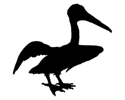 Pelican