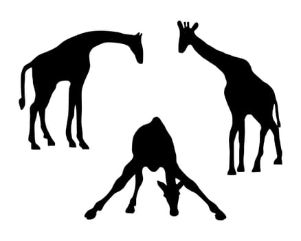 Giraffes