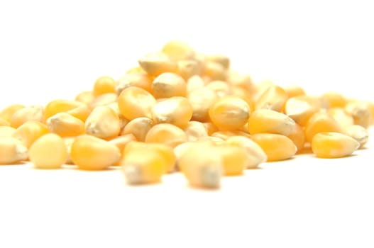 Popcorn corn