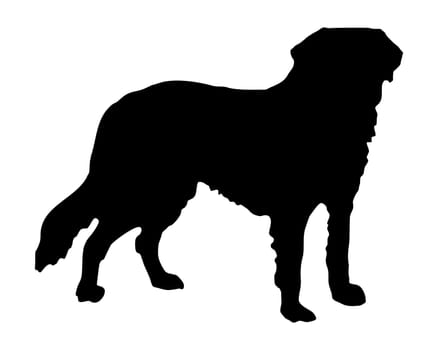 Black silhouette of a Saint Bernard