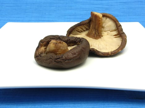 Shiitake on white plate against blue background