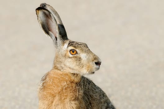 Hare Portrait