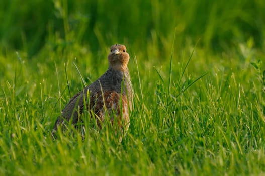 Partridge in the morning light
