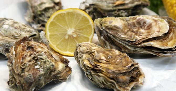 Oyster