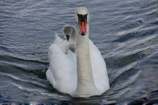 Swans with crocks on their backs