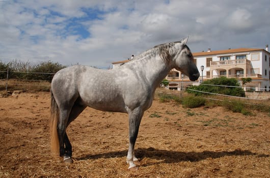 Horse paddock in Mallorca