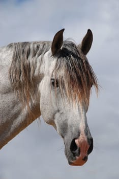 Horse portrait