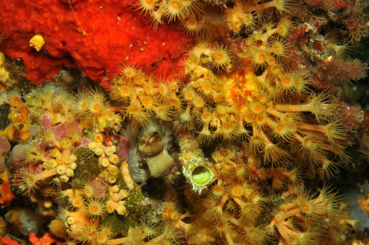 Crustacean anemone colony and a hidden octopus on a cliff in the Mediterranean Sea