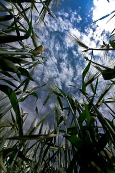View from the cornfield