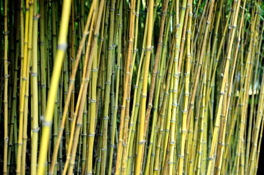 Bamboo jungle - Monte Palace botanical garden
