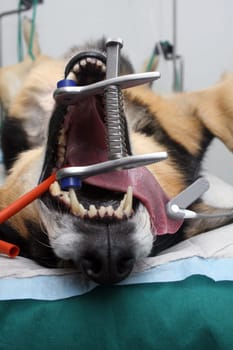 Surgery in dogs