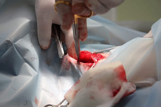Surgery in dogs