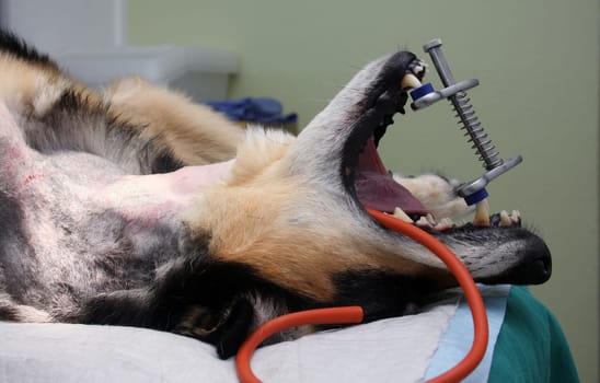 Surgery in dogs