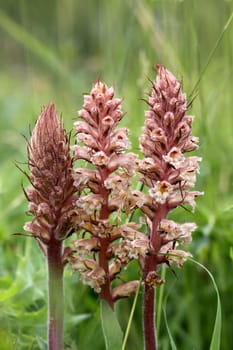 An endangered native orchid (Endangerment level in Germany: 1)